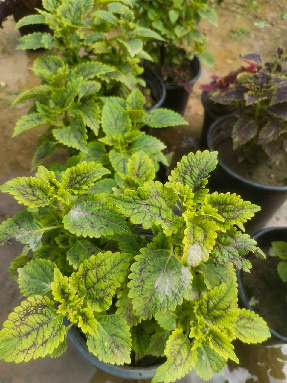 عروض اليوم...🌹🌹 كمية محدودة
سباركس بالفين💐💐
سجاد بالفين🍒🍒
خد عروس بالف ونص🙃🙃
ابصال والفيريزيا ب٣💞💓
كراسيولا ب٥🥰🥰
شمعدان ب٥🤩🤩
متوفر عصا موسى بالفين فقط💝💝
💗💗العرض ثلاثة أيام  لغاية الخميس💗💗
اسعارنا تنافسية واحجام لنباتات حلوة مقارنة باسعارها
للحجز مراسلتنا خاص او الاتصال بالرقم ***********
عنواننا خانقين بختياري الثانيا نهاية شارع العصائب واسواق صالح حمود وعدنا توصيل داخل خانقين
راسلونا وتدللون
