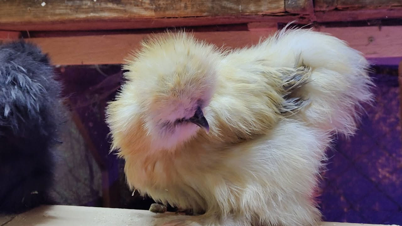 #متوفر
متوفر امايات مخاليف  عدد 4 ستوهن بيضن
 من حلالي 
العمر 7 اشهر ونص اشهر 
الوان متعددة
اسود امريكي 
كولد حني
اصفر بالشكولاته
مواصفات كاملة 
جلد ازرد عظم 5اصابع كعكولة بعدهي نسل يعني عظم لا تسولف بالكعكولة خير من الله 
يوجد توصيل محافضات الجنوبية وبغداد بصرة
سعر الزوج 200 قفل التوصيل على المشتري 
يمكنم التواصل خاص او على الواتس اب 
***********
@إشارة
