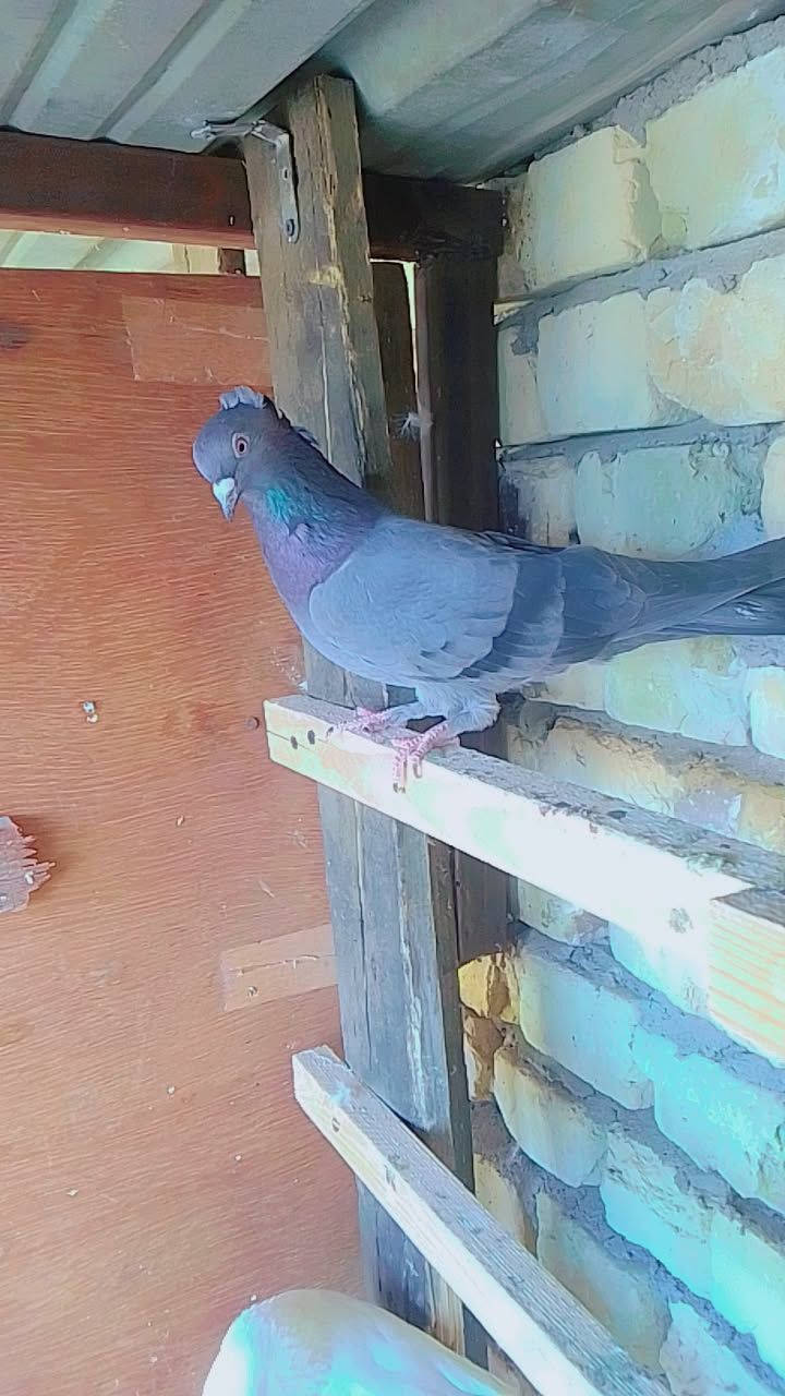 متاح بخدمت شراي بلعمارة بلماجدية دوانم حجي حسن لي ما يعرف سعرها لا يخابرني رجان لمو  لا تعبنيوهاذ رقمي ***********
