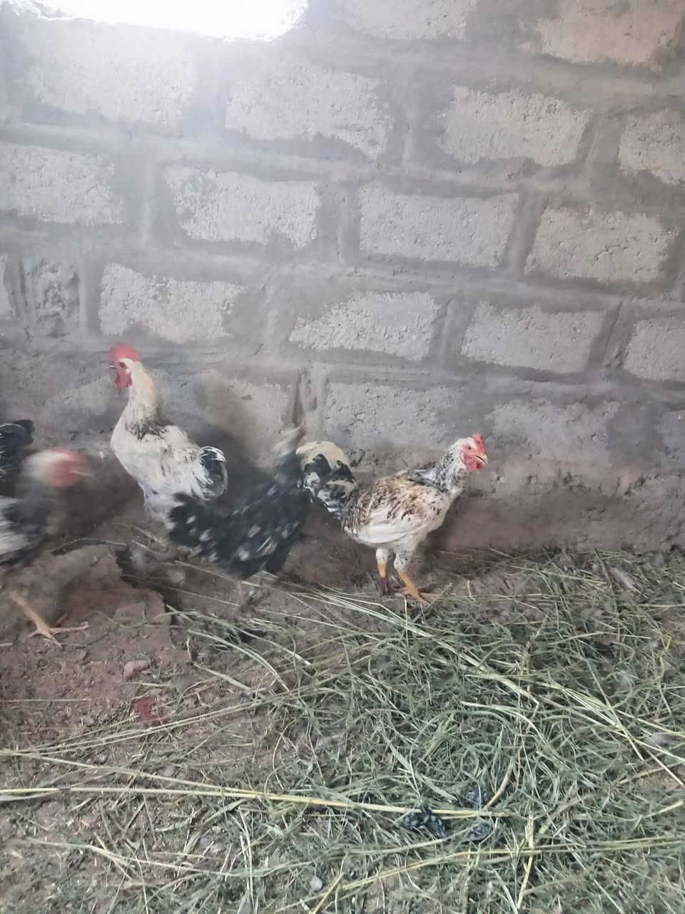*********** دجاج للبيع ديوكه عرب الاصلي
