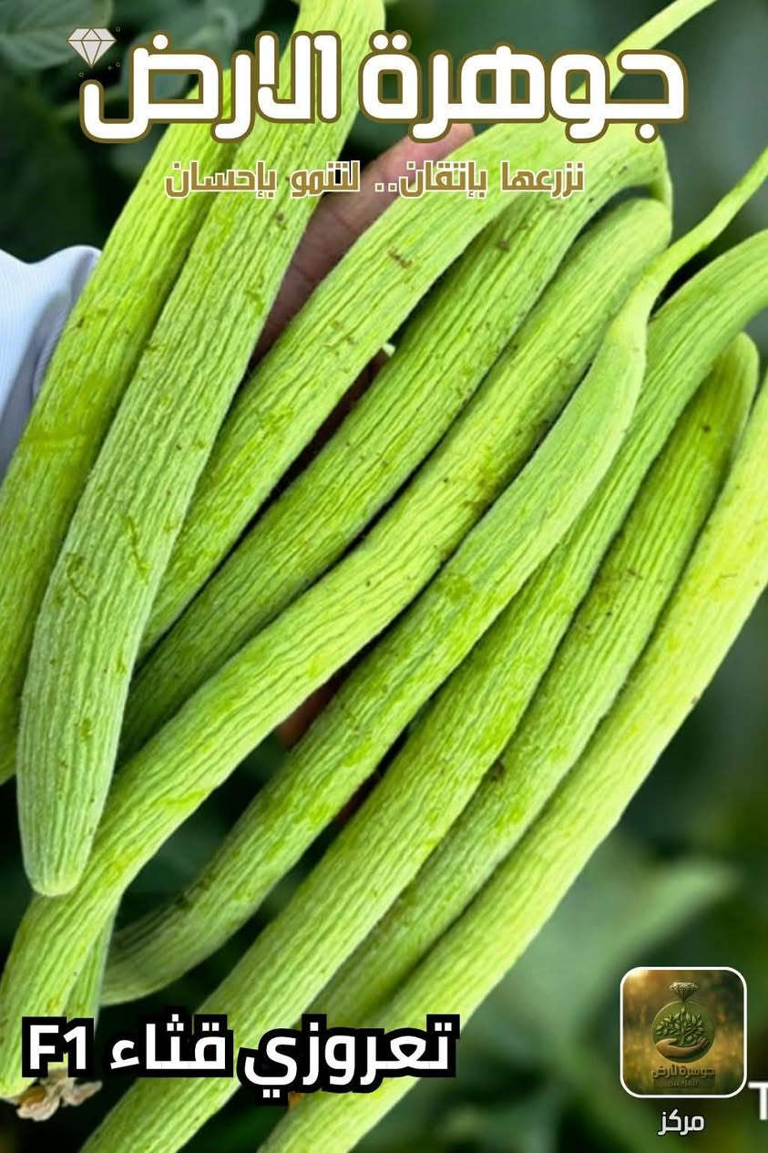 يوجد لدينا بذور طرح صنف الرشيد صنف ممتاز جدا للإستفسار *********** بغداد, العراق
