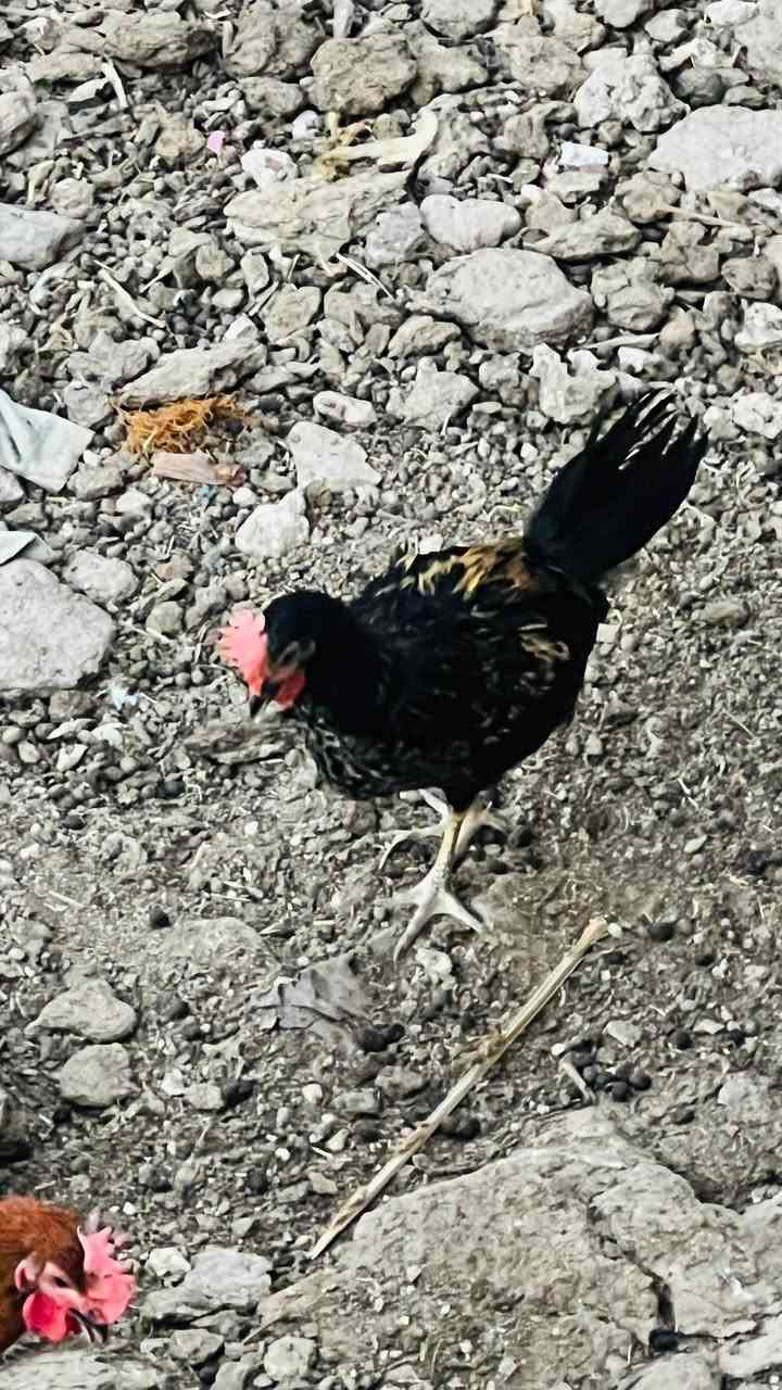 سلام عليكم.
يوجد ديوكه عرب عمرهن اكثر من ثلاث اشهر 
العدد 22 سعر  التك ب 12
واذا شلع السعر يختلف 
المكان البغدادي السنجك


**إذا كنت صاحب هذا الإعلان وتريد حذفه لأي سبب، رجاءا أرسل رسالة إلى الدعم الفني**