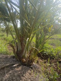 منوعات • قلع بطينه • قلع مكتوم