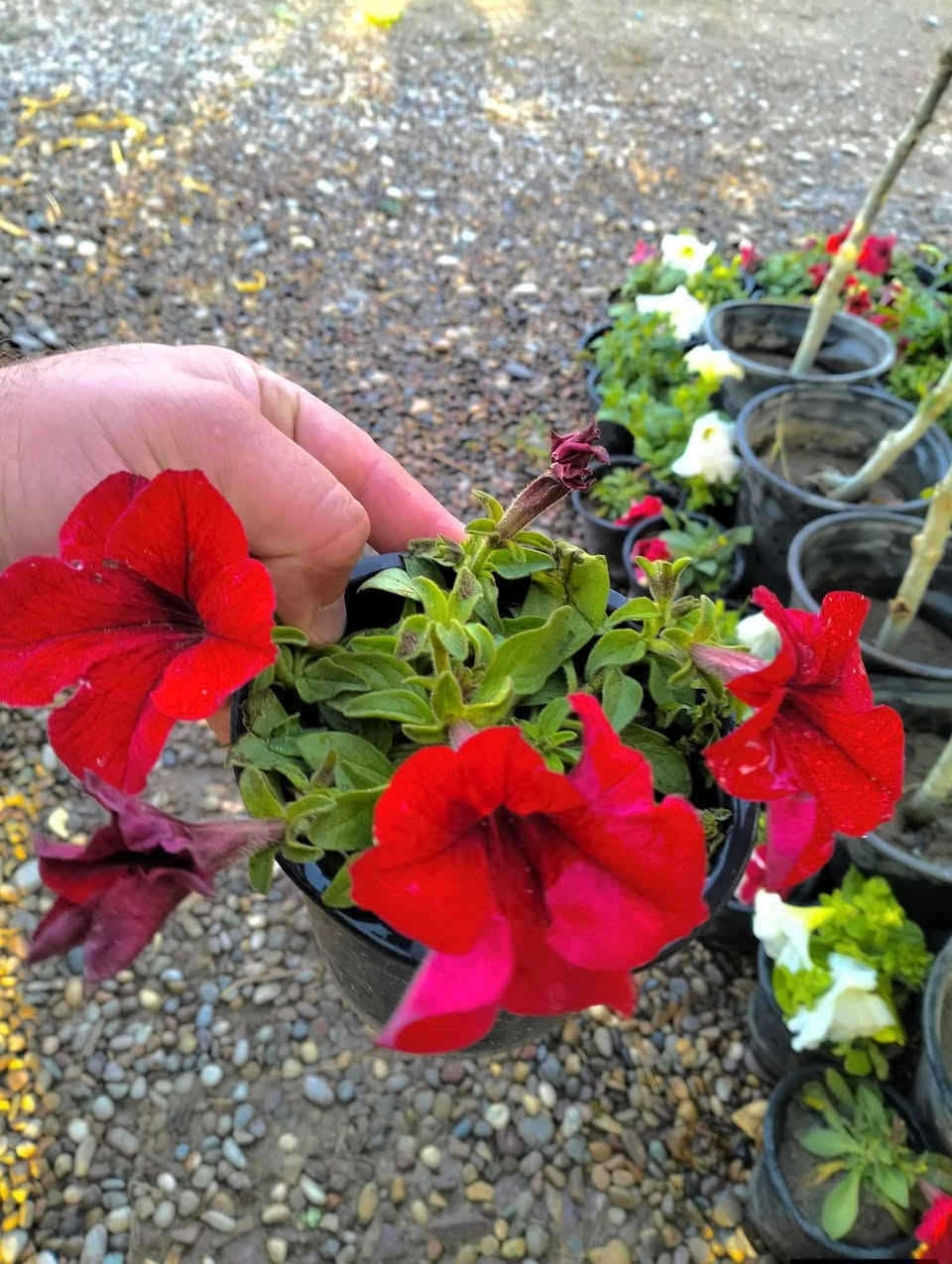 وصلت وجبه جديد من النباتات 
لطلب والاستفسار مراسلة الصفحه يوجد خدمة توصيل


**إذا كنت صاحب هذا الإعلان وتريد حذفه لأي سبب، رجاءا أرسل رسالة إلى الدعم الفني**