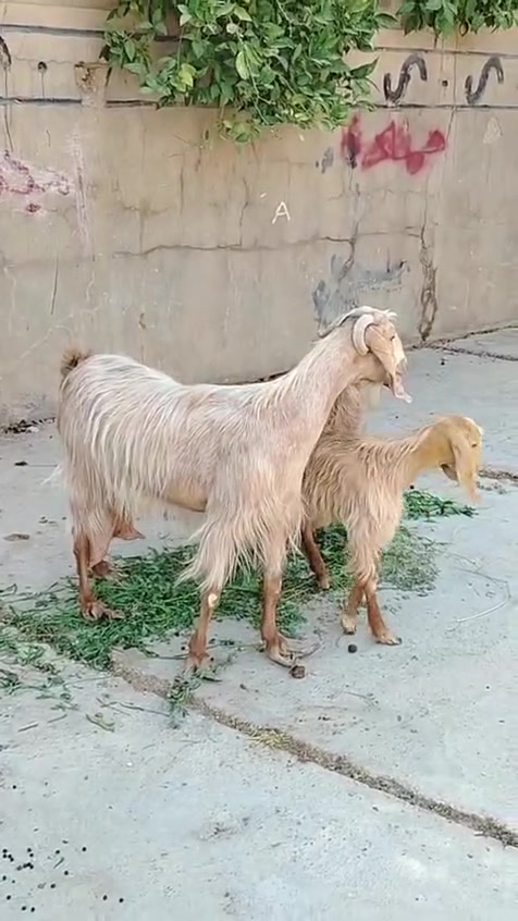 السلام عليكم متاح عنز مطفل سن وشطر ونصاح وخشان وراها توم جدي وصخله سعرهه ٥٢٥ العنوان حديثه حقلانيه للاستفسار الاتصال على الرقم *********** يوجد توصيل حسب الاتفاق
