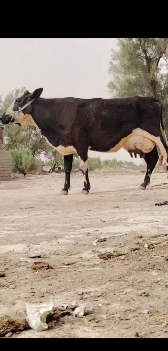 يا الله هاشه مالت جناي مال عايله فريزيه درجه والى وراها بجر سمنتال تلقيح اصل وماخذه الفحل وبيها حليب🥛ودسامه خير من الله تحلب وكتين 18 كيلوو مشروطه على كل عيب السعر 2850  مالت بيت المكان بابل ناحيه الشوملي اللاستفسار ***********.. ***********
