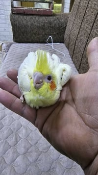 فرخ كوكتيل • شكري • ٢٥يوم