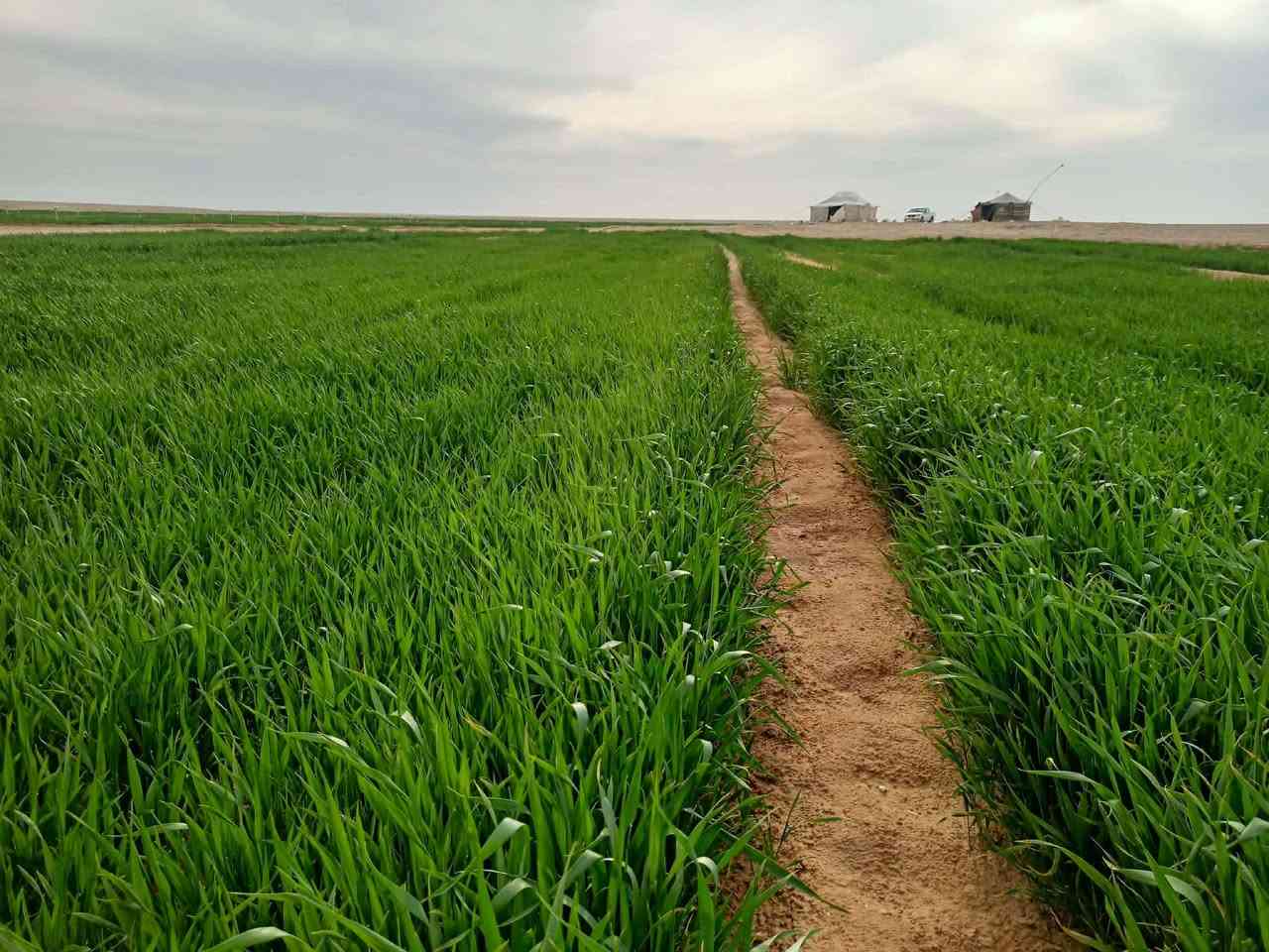 300دونم بيها سيح 70ولبقيه تصلح مرشات بير بيها عقد وجازه بشعيب الذيب باديه سماوه 

للاستفسار خاص


**إذا كنت صاحب هذا الإعلان وتريد حذفه لأي سبب، رجاءا أرسل رسالة إلى الدعم الفني**