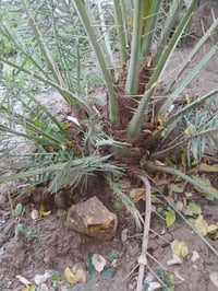 نخله بلكه درجه أوله وياها فروخها شرط  درجه أوله شرط  هاذه رقمي 0782173...