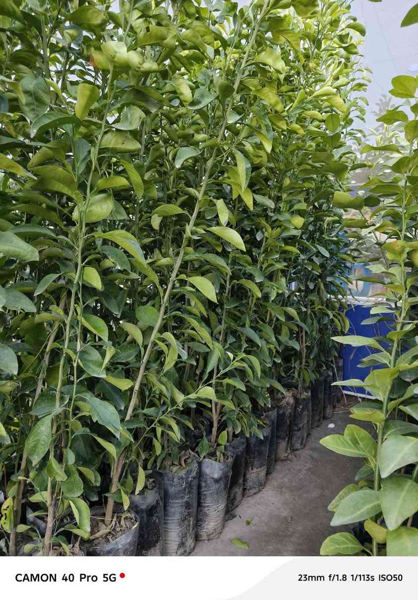 الهم صلي على محمد وال محمد 
تم وصول وجبه جديده من الحمضيات الدرجه الاولى وبأنسب الاسعار الى مشتل شهاب الزراعي عنوان المشتل الحله طريق حله هاشميه مقابل شركه الرنا العالميه 
رارنج 
برتقال 
لالنك 
النومي العراقي 
ليمون صيني 
لالنك صيني 
استفسار: ***********
