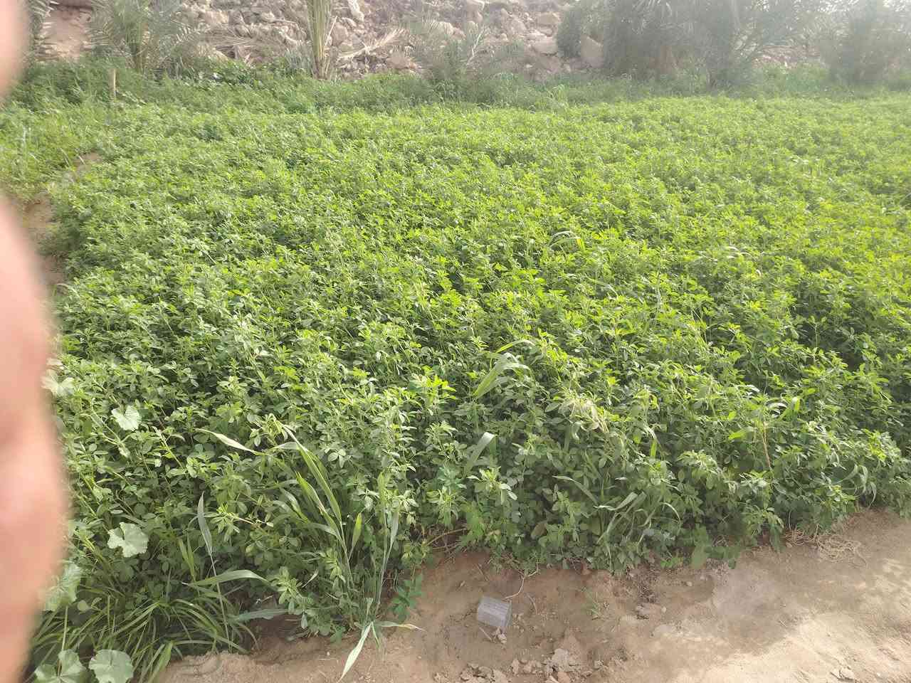 متوفر جت عراقي  للبيع اليفيده يتفضل خاص النجف طريق مظلوم***********
