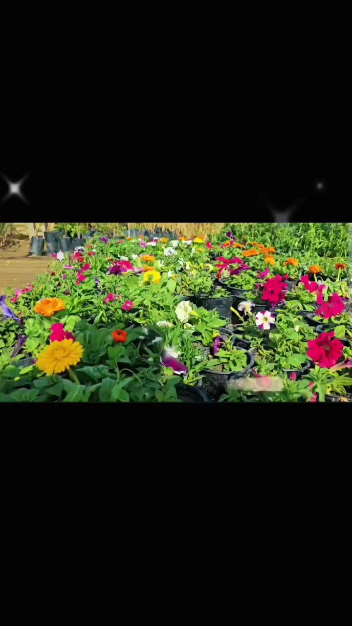 على بركة الله..
تم أفتتاح مشتل #الفيصلية في المشخاب. ⚘️🌺🍂
العنوان . قضاء المشخاب ، شارع مناذرة مشخاب
مقابل مجرشة أولاد كامل. مقابل معرض جاسم الحداد للمرمر.. 
مستعدون لتجهيز الدوائر الحكومية و المدارس و الحدائق.. 
تواصلوا معنا عبر الأرقام التالية .. 
*********** 
***********
