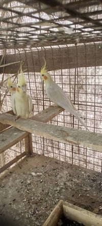 كوكتيل للبيع 07815328870