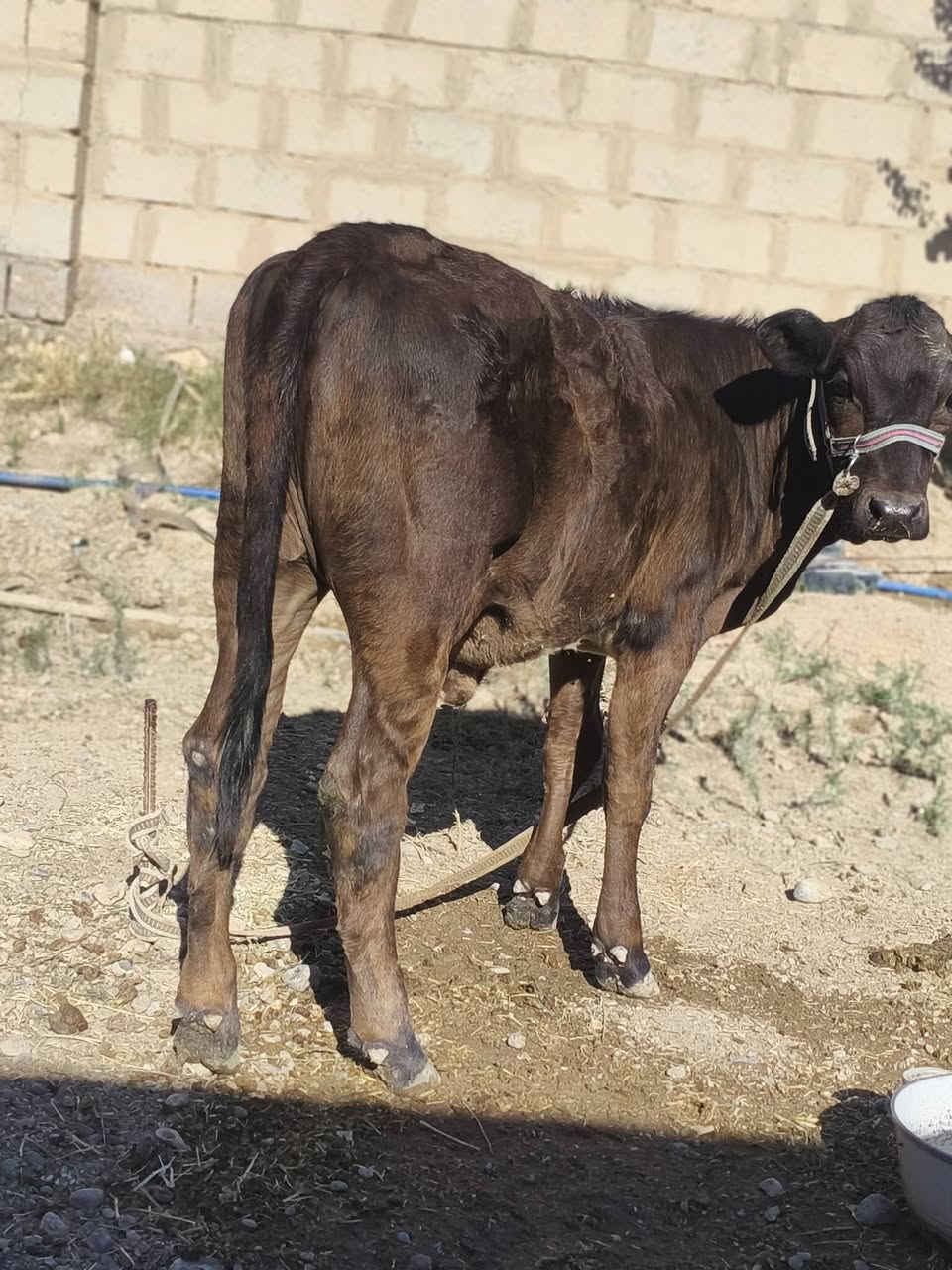 السلام عليكم حوليه للبيع نوعيه فول من جنس زين للستفسار اتصل وتدلل ‏‪***********‬‏
