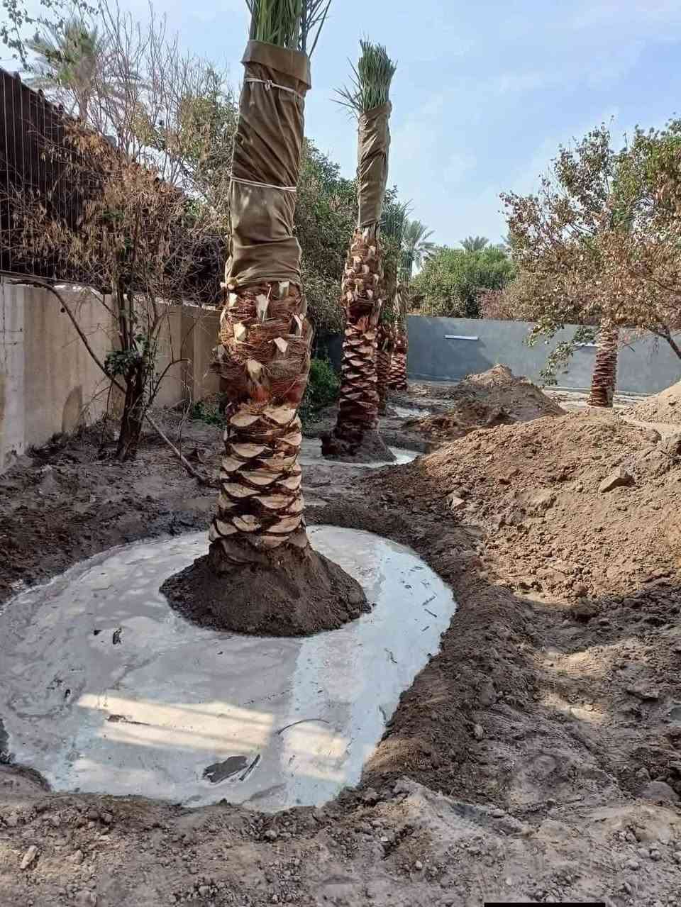السلام عليكم  كادر متخصص لتجهيز المزارع والمنتجعات والمسابح  تجهيز الحدائق والبساتين تشجير الحدائق تشجير البساتين لدينا جميع انواع النخيل برحي مكتوم جبجاب بريم بلكه بربن جميع انواه النخيل و ترتيب الاراضي المتروكه وتسميدها بالسماد الحيواني وعمل منظومات تقطير نعمل في جميع محافظات العراق ***********
