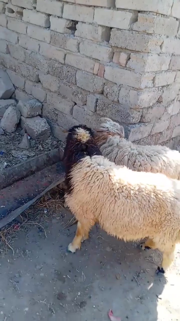 سلام عليكم لبيع طليان عدد 2 شرط نصاحه يرهمن كصابه مكان بيجي حي العصري رقم الهاتف ***********/***********
