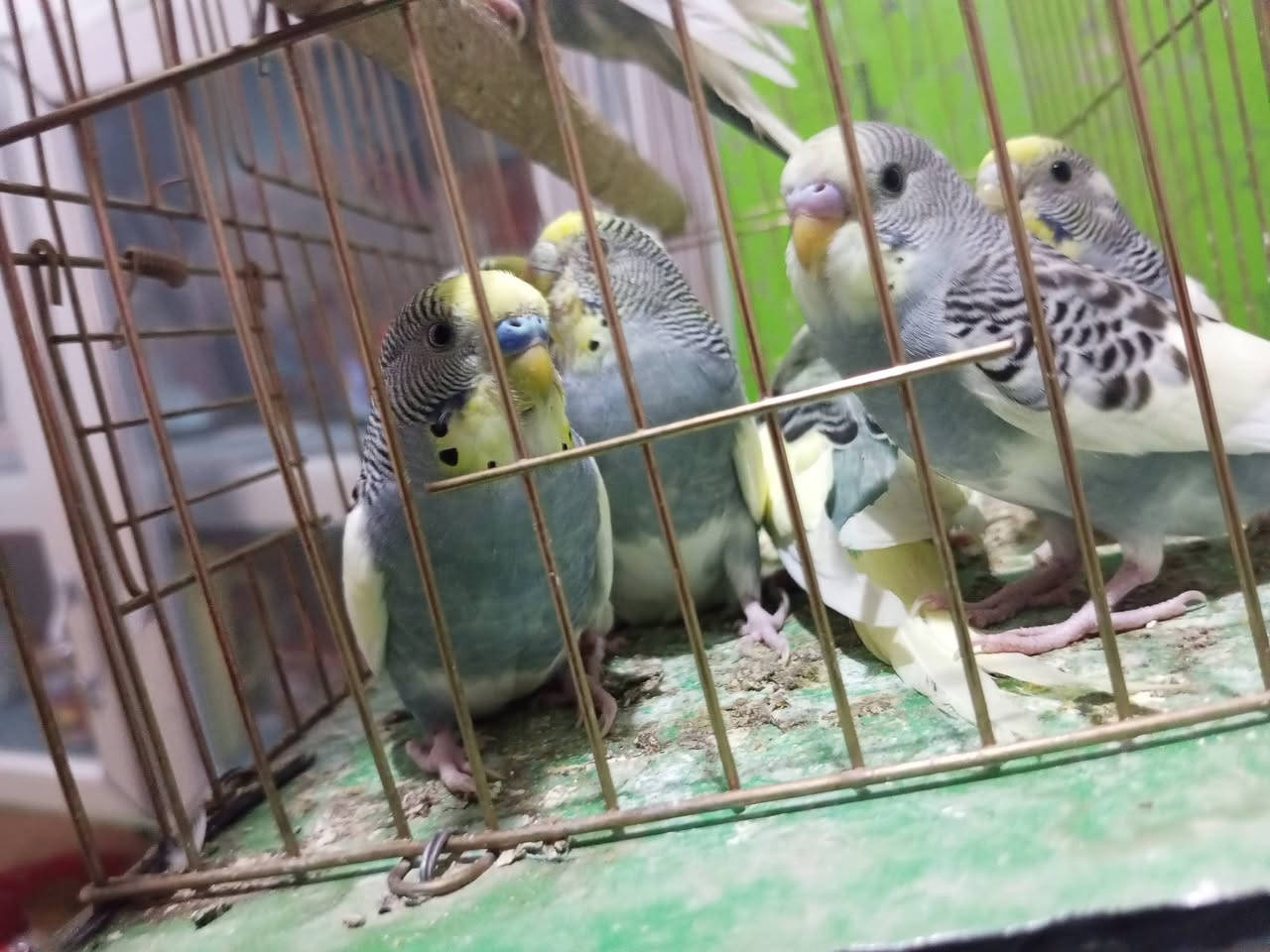 من رخصت مدير الكروب طيور حب شكري ابرصاصي خط اول 7 وقطع للبيع المكان ابو غريب الشهداء رقمي واتساب ***********

