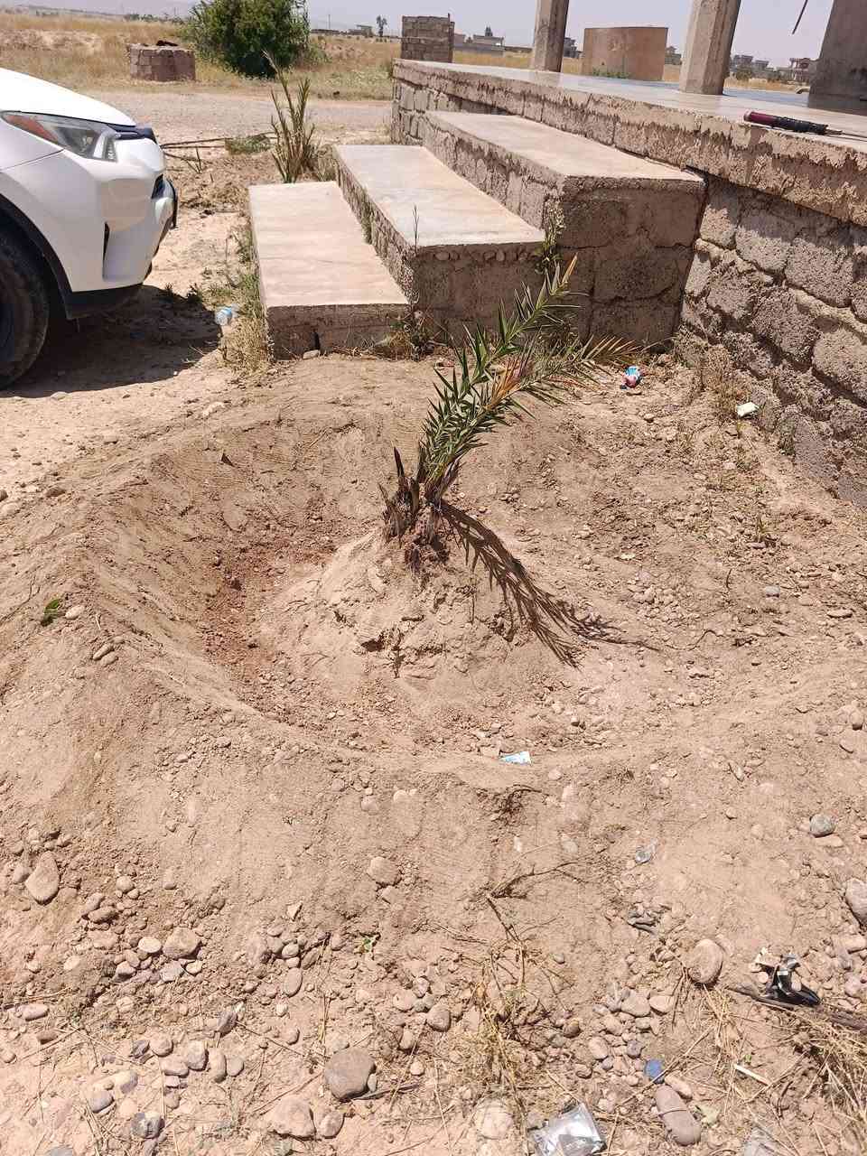 السلام عليكم ورحمة الله وبركاته....
جزء من أعمالنا لهذا اليوم 2026/5/21 الخميس في قرية شميط جاهزين لتكريب النخيل إلى اي مكان نروح تكريب وتنظيف النخيل + عملية تجذير النخيل + حفر وتسميد النخيل + اي شقلة تخص النخيل أو  أي استفسار حول النخيل ما عليك سوى الاتصال..نواف ***********
