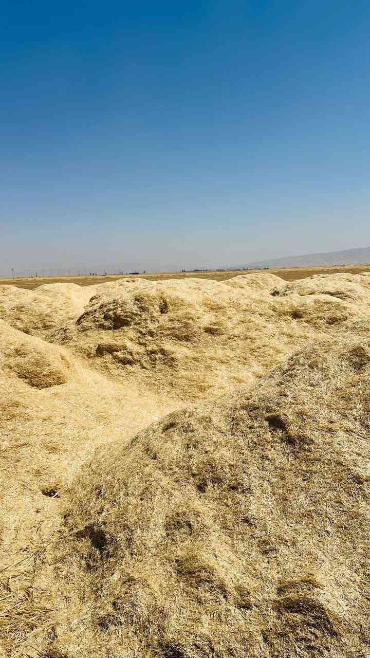 السلام عليكم تبن للبيع درجه اولى مال السنه نظيف وابيض مال دراسه ومليان حنطه سقي مرشه متوفره جميع الاحجام والاسعار مناسبه ويوجد توصيل ال كل المحافظات ومجانييي التوصيل لل استفسار اتصل بل رقم

 ***********
