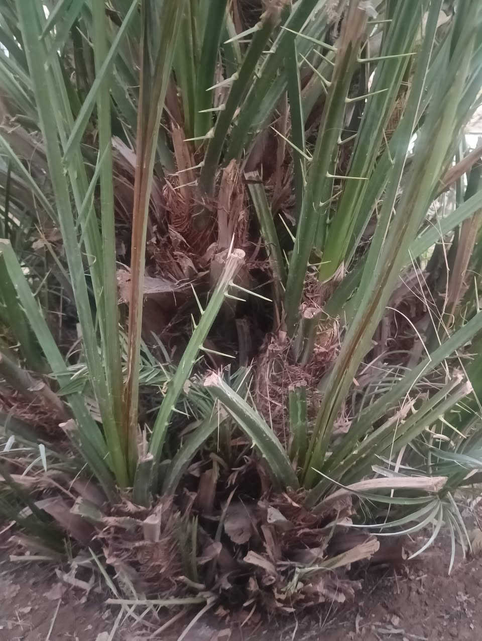 السلام عليكم
نخل شويثي للبيع تفاصيل اتصل على الرقم ***********
