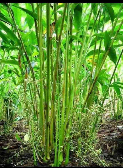 شتلات هيل ارتفاع من 20 الى30 سم
سعر 7000
العنوان 
ابي الخصيب-شيخ ابراهيم_ البلد
***********
واتساب او ماسنجر فقط
لا يوجد توصيل البصرة
