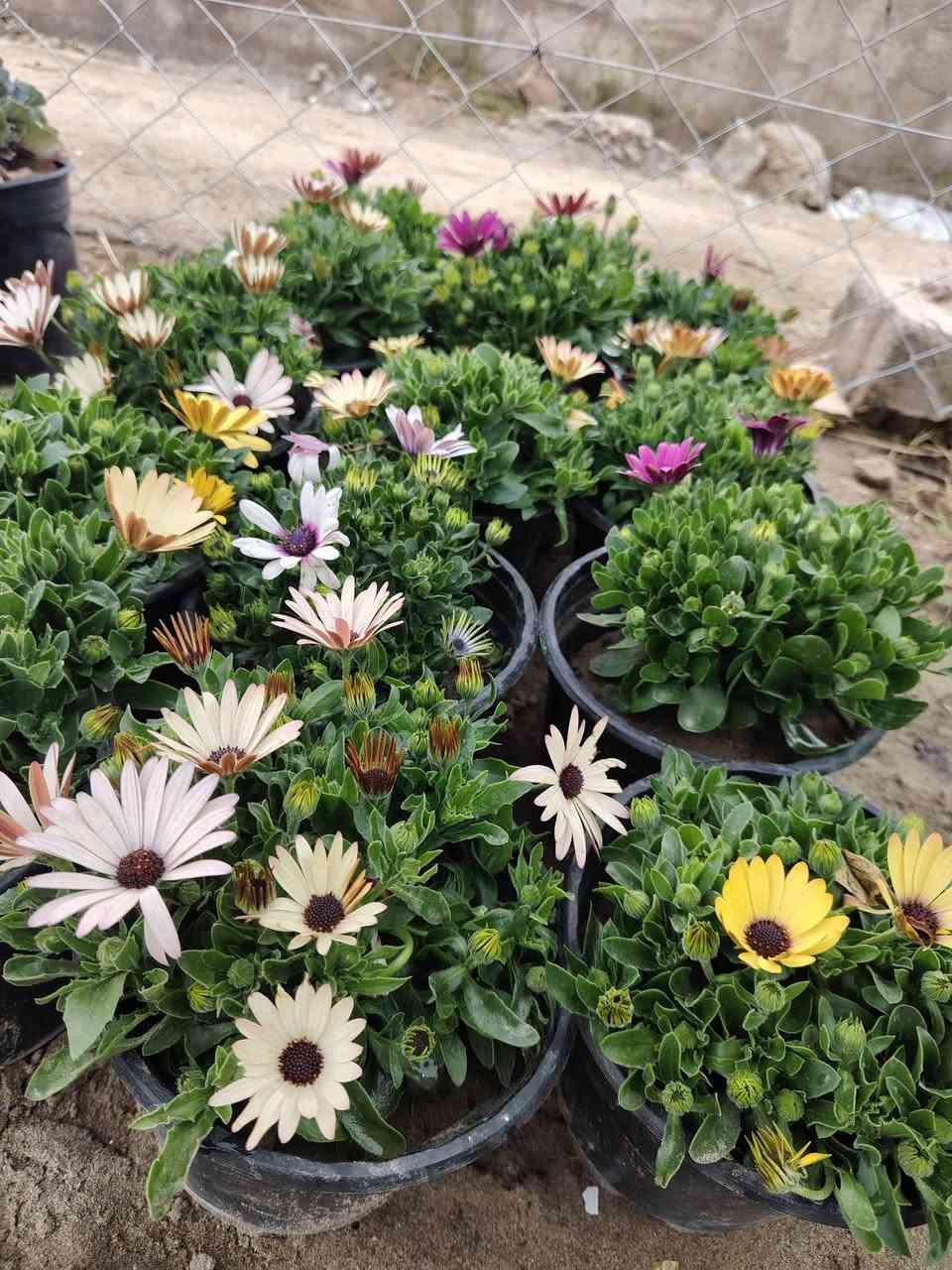 السلام عليكم
عرض اليوم
نبات الاستر الدائمي 
القطعه اب 2000 
توصيل موجود للمناطق القريبه
الموقع /قضاء الخالص _ناحيه هبهب _عرب شوكه قرب مندي ماجد

واتس او للاتصال
***********
