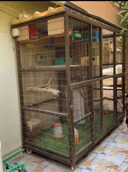 متاح قفص حجم كبير تزكام خاص قوي جداً
مواصفات القفص//

وجه القفص ( العرض ) ٢ متر و ٤٠ سم  صافي
النزال ١ متر صافي
الارتفاع ٢ متر  صافي
اللون مصبوغ اساس زنجاري واللون الحالي برونزي
مربوط كهرباء وبي ٢ ليدات وسويج تشغيل واطفاء مطري
متنقل وبي تايرات ويتنقل بكل سهوله 
القفص مغلق من جميع جهاته ويحتوي على بابين
ارضيه قويه من حديد وخشب قوي وباستطاعة الشخص الدخول داخل القفص والمشي على الارضية بكل اريحية 
الارضيه مفروشه ثيل صناعي 
القفص مقسوم قسمين قسم قياس عرضه متر وقسم قياس عرضه متر و٤٠ سم ولكل قسم باب خاص فيه
 قياس البابين ٩٠ سم ارتفاع و٦٠ سم عرض وايضاً يجوز قفل الباب 
سقف القفص سندويج 
حديد القفص والمشبك من النوع القوي جداً 
يحتوي على خلية ببغاء دره فقط
القفص جديد ونظيف تزگام خاص
مكاني ديوانية للتواصل الاتصال على الرقم التالي
موجود واتساب /*********** 
السعر 350 الف وبي مجال
