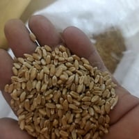 قمح عراقي • نخالة • طبيعي ١٠٠٪