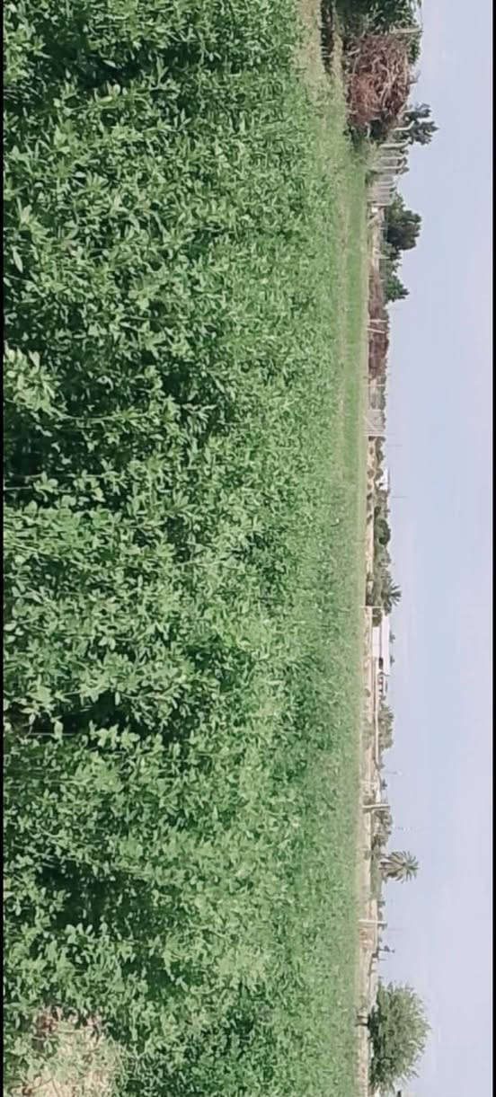 توكلنا على ألله
للبيع أرض زراعيه ملك سند 25 ألمساحه ،،3،،دونم مع بيتين
ألارض مخدومه ومزروعه جت بلكامل مع بعض الأشجار
متوفر ماء سقي كذلك ماء أساله مع خط كهرباء 
تبعد عن الشارع العام 300متر 
الي اله قسمه بيهه يستلم الارض مسيجه بلكامل
 لمعرفة التفاصيل هاتف/***********""***********
صلاح الدين@ بلد-- محطة بلد
