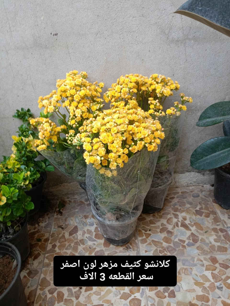 بسم الله الرحمن الرحيم
توفرت لدينا نباتات الضلية والخارجية وباسعار مناسبة 
العنوان موصل حي السماح الثانيه قرب مدرسة الأمام الزهري 
يوجد لدينا توصيل أيمن أربعة أيسر ثلاثة المناطق البعيدة خمسة 
للمزيد من المعلومات و التفاصيل التواصل على الخاص


**إذا كنت صاحب هذا الإعلان وتريد حذفه لأي سبب، رجاءا أرسل رسالة إلى الدعم الفني**