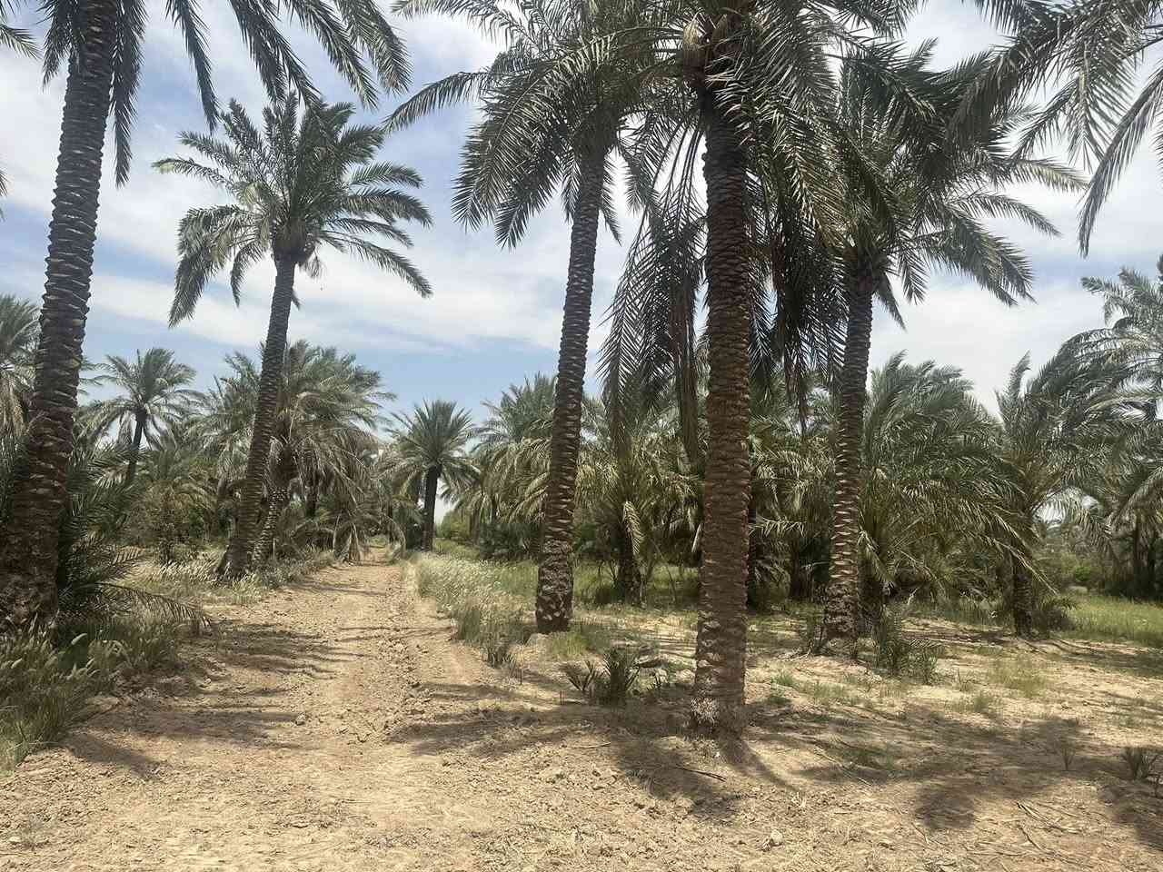 السلام عليكم مزرعه طابو صرف ٦ دونم للبيع منطقه الخناسه بفرع النائب كاظم عطيه    ***********
