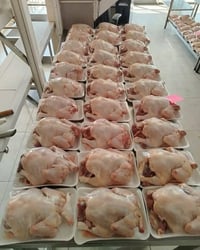 ٥ دجاجات كبار • توصيل النجف والكوفة • النجف الأشرف