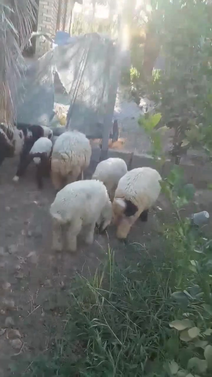 ...متاح للبيع   ....
طليان عدد /٦ 
ثلاث خرفان 
وثلاث فطايم 
صحه ونشاط 
سعر الزوج ((٥٠٠)) الف  شلع
شي يشيل شي 
والمفرد غير شكل 
الشيخ حمد


**إذا كنت صاحب هذا الإعلان وتريد حذفه لأي سبب، رجاءا أرسل رسالة إلى الدعم الفني**