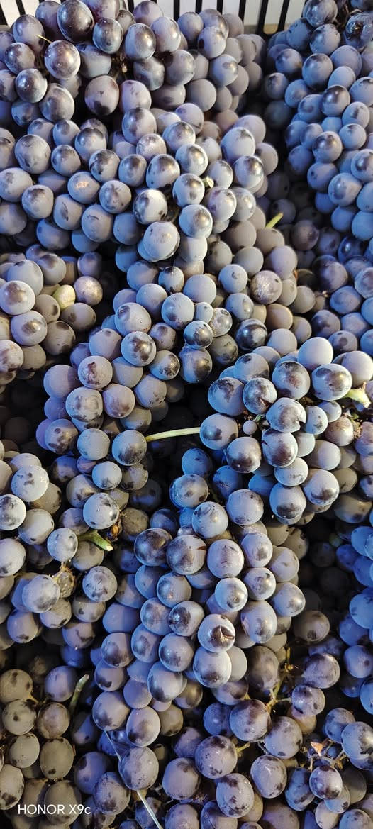 سلام عليكم مسواك اليوم السبت ❤️
نوم  كرز 🍒 3000
ثوم 4000
فلفل مدعبل حلو رفيع 1500
لوبيا فاصوليه خضراء الو صفره سوده 2000
عنب 🍇 موز برتقال 1500
عنب 🍇 خشن  باميه 2500
طماطه خيار بطاطا 🍠 اسود بصل 500 
طرعوز لهانه خضرا حمرا 750
باجلا 1000 
شجر 400 2ونص 1000
كرافس بقدونس جرجير ريحان حمكه 250
سلك 500
@أبرز المعجبين لايك 🥰❤️


**إذا كنت صاحب هذا الإعلان وتريد حذفه لأي سبب، رجاءا أرسل رسالة إلى الدعم الفني**
