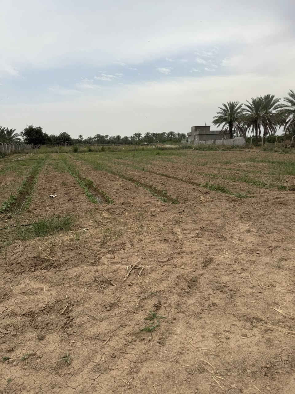 السلام عليكم ارض زراعية مساحتها 1 دونم و200متر  تقع في قضاء بلد وصالحة للاستثمار وقريبة جدا عالمدخل وخلفها مبنى مديرية مرور وكلية حكومية  وسعر مناسب جدا للاستفسار   ***********
