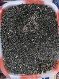 بذور بانيه • للبيع • كيلو