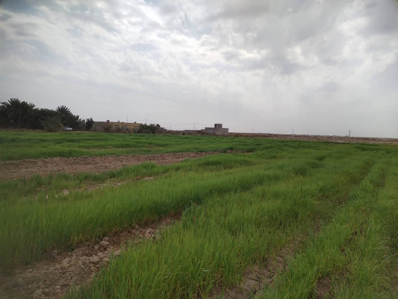 سلام عليكم البيع كاع زراعيه المساحه ١٠ دوانم ونص واجهيه شارع متوفره كل الخدمات مركز صحي مدارس ابتدائية ومتوسطة او عداديه واجهيه شارع وبيهه شاطيه على نهر الغراف ماي مباشر منل شط مكانهه بين النصر و الرفاعي بل مصيفي السعر نتصل ***********
***********
