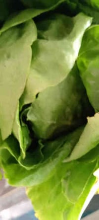 راوه فلكة البلديه • فواكه وخضرة • توصيل