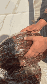 تمر شكر عل شرط
سعر الكيس 15. الف
وزن الكيس 12 كيلو 
التوصيل 5000. محافظات
2000 داخل السماوة

***********

***********

***********
العنوان السماوة الصياغ
