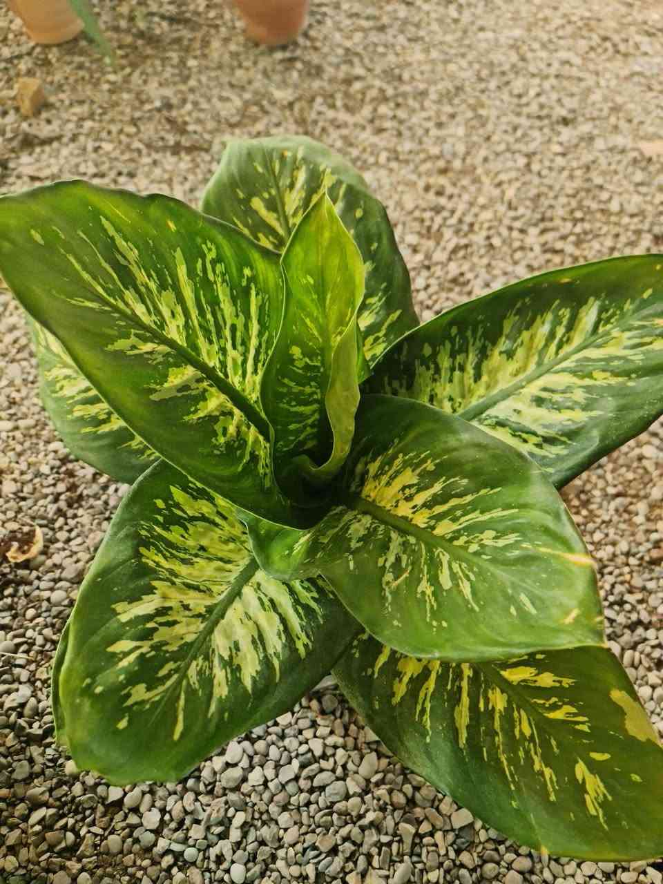 السلام وعليكم وصول نباتات ضلية الاسعار اسفل كل صورة 
العنوان ديالى الخالص الغربية مجاور اسواق الحداد 
***********
