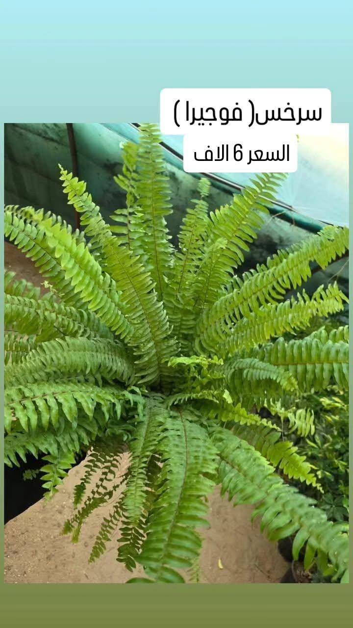 ✨ عروض رأس السنة في مشتل الأميال ✨
استقبلوا العام الجديد بأجواء خضراء ولمسة جمال 🌿
تخفيضات مميزة لفترة محدودة تشمل:
🌱 النباتات الظليّة
☀️ النباتات الشمسيّة
🏺 التحفيات والسنادين
🫙 الدوارق بمختلف الأنواع
📍 العنوان: مشتل الأميال – مغربة
مقابل حي المعلمين الجديد، مجاور شرطة K9
📞 للاستفسار: ***********
🎉 لا تفوّتوا الفرصة… جمال الطبيعة بأسعار رأس السنة 🎉
