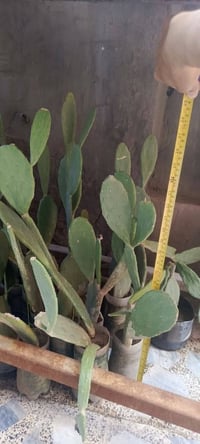 بسم الله متاح تواصل اتصال على الرقم  ٠٧٧١٤٣٠٧٦٧٨