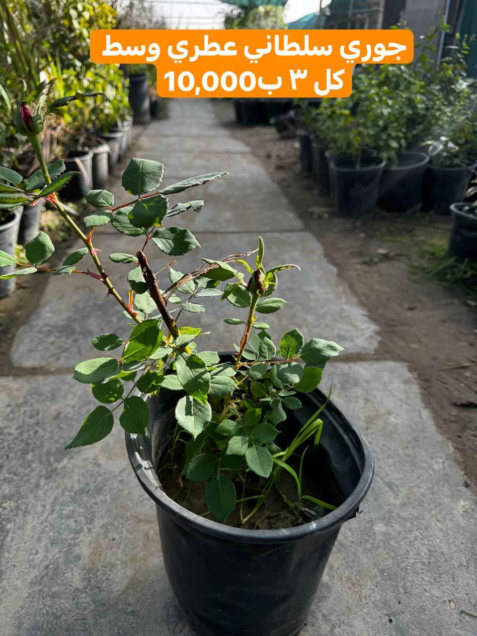 نباتات خارجية

اي حاجة من الطلب ما تعجبكم رجعوها مع المندوب 

التوصيل داخل الحسينية 2000
التوصيل المناطق المجاورة 5000
التوصيل بعض مناطق بغداد7000

توصيل المحافظات فقط مستلزمات زراعية والبذور والبلاستك والجملة 

يتوفر لدينا دفع الكتروني 💳 ماستر كارد رافدين وزين كاش 

✅ عنوان بغداد .الحسينية .نهاية شارع السكلات🫣

🌲زورونا تجدون الافظل

الموقع على الخريطة👇🌐

https://maps.app.goo.gl/3Ekn4CXD6gz8GBEq8

اوقات عمل المشتل   🕖من ساعة 7 صباحاً وحتى الساعة10🕙 مساءً 

🚚يوجد توصيل 

للحجز والاستفسار

***********. 📞لأي استفسار الرجاء مراسلتنا على بريد الصفحة 📩 او الواتساب 📲 أو الإتصال على الرقم

باقي الصور في التلكرام https://t.me/evjifdyiojv
