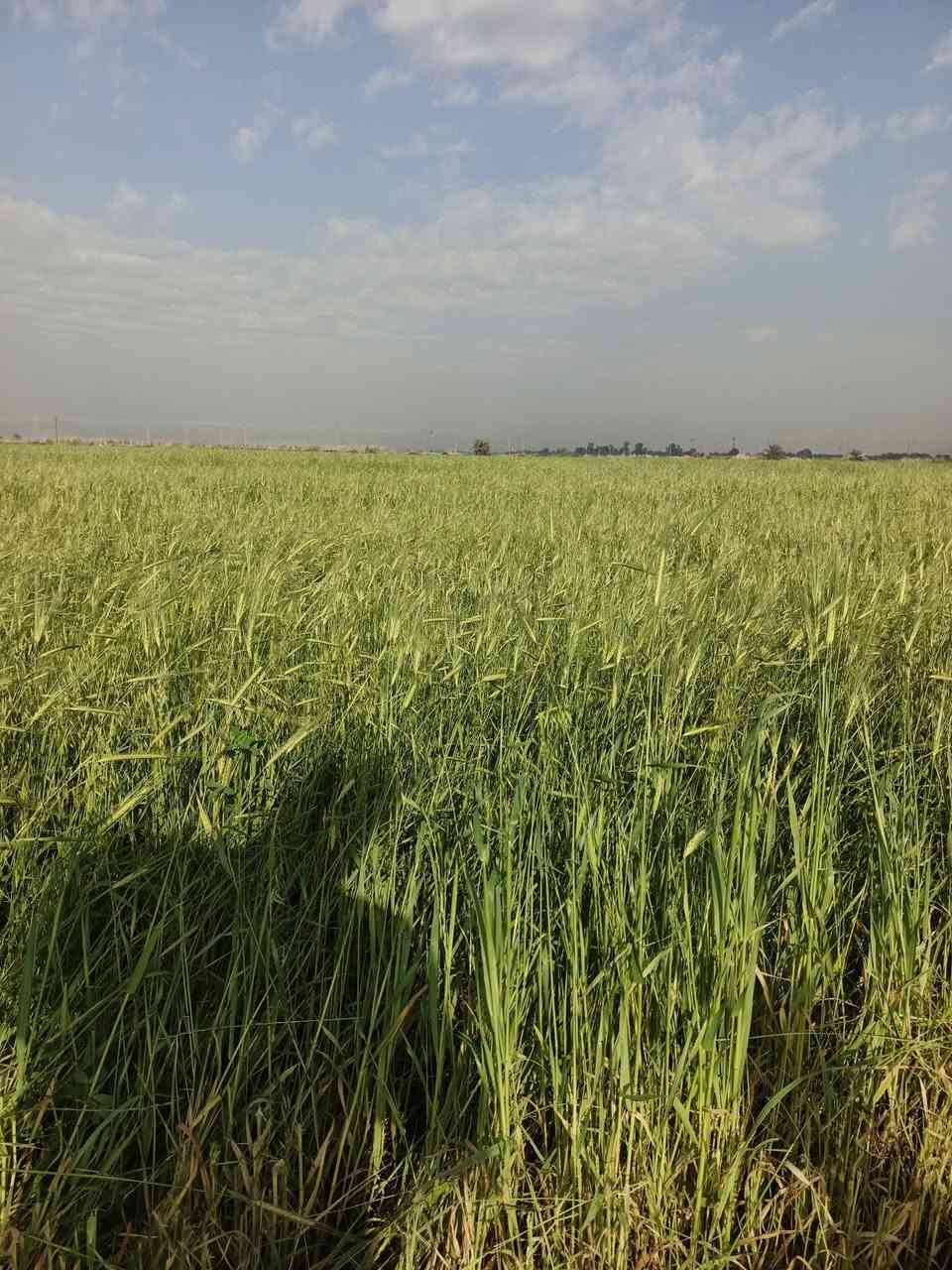 عندي ضمان برسيم وشعير مكان قرب شركه النفط ‏‪***********‬‏ للتوصل
