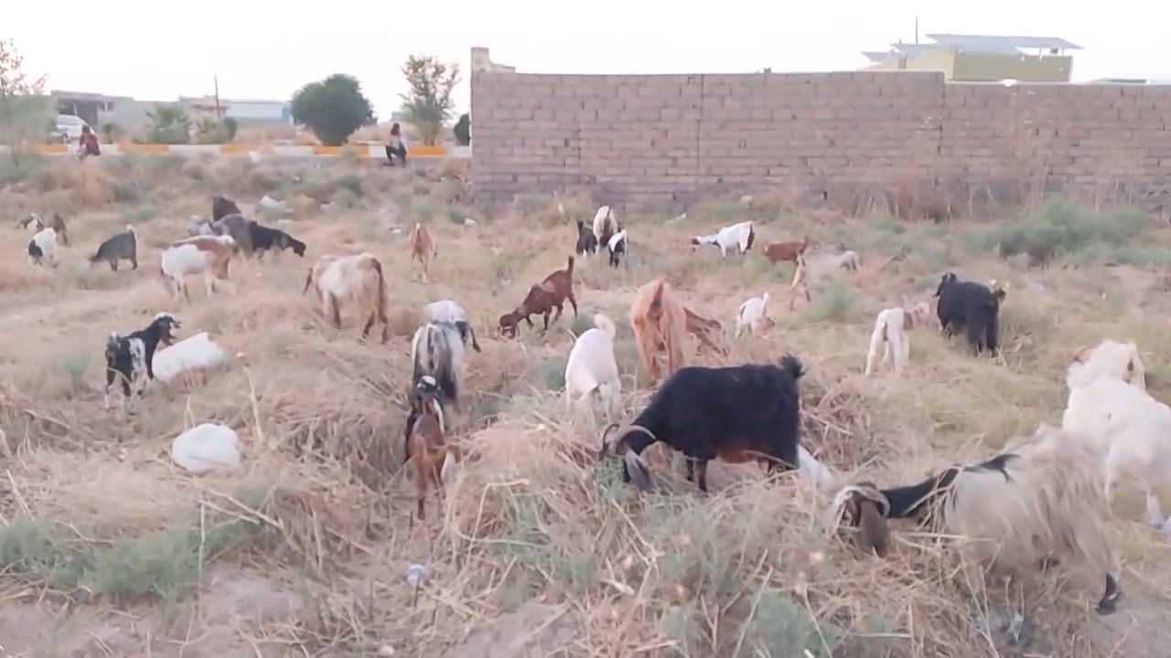 السلام عليكم معز 40عنز 9وراهن توام والباقي فرداويات و3لجاب الشرقاط قريه العيثه و4دجات والرزق على الله ***********
