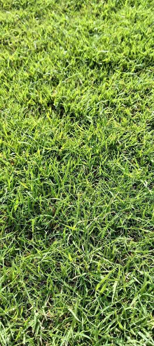 واتساب. ***********خدمت توصيل لجميع المحافظات ويوجد كادر لتجهيز الحدائق لطلب استفسار  اتصال على الرقم أو مراسلت الصفحه *********** واتساب
