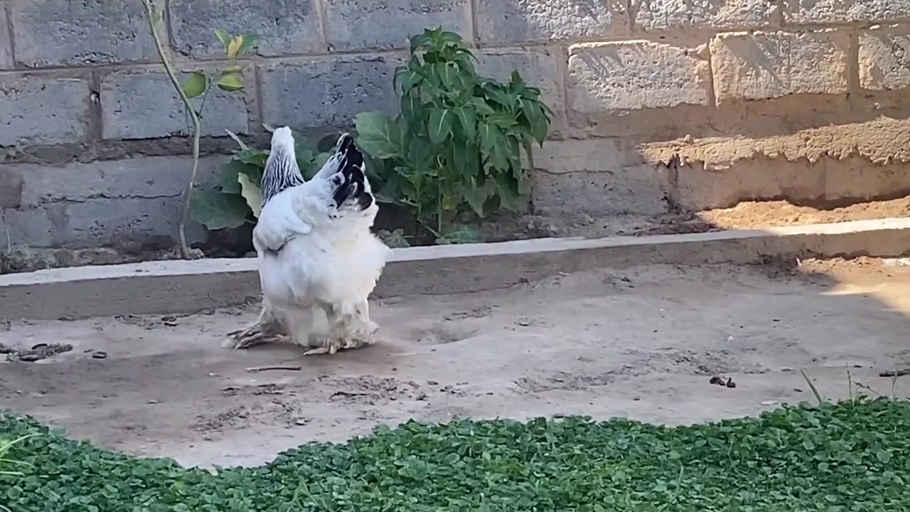 دجاجه براهمه خط اول بيع او تبديل بكوجن


**إذا كنت صاحب هذا الإعلان وتريد حذفه لأي سبب، رجاءا أرسل رسالة إلى الدعم الفني**
