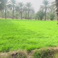 خلف جامعة بابل • ٣ دونم • ١٠٠ نخلة