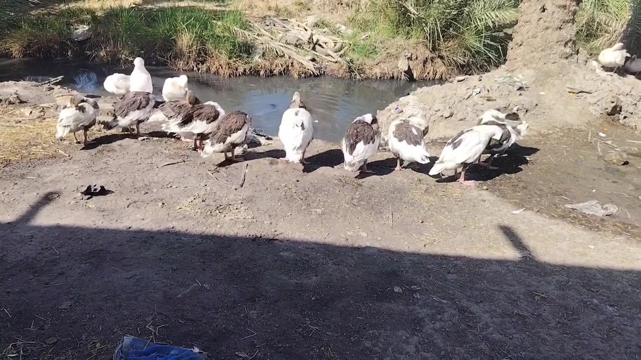 السلام عليكم.. للبيع
ابطوط مخاليف... عدد ١٢
السعر علخاص
العنوان... المشخاب


**إذا كنت صاحب هذا الإعلان وتريد حذفه لأي سبب، رجاءا أرسل رسالة إلى الدعم الفني**