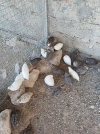 سمان • ذكور فقط • سعر مناسب